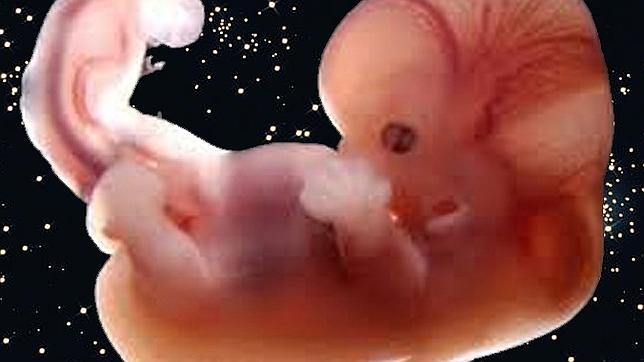 feto-salud-cerebral--644x362